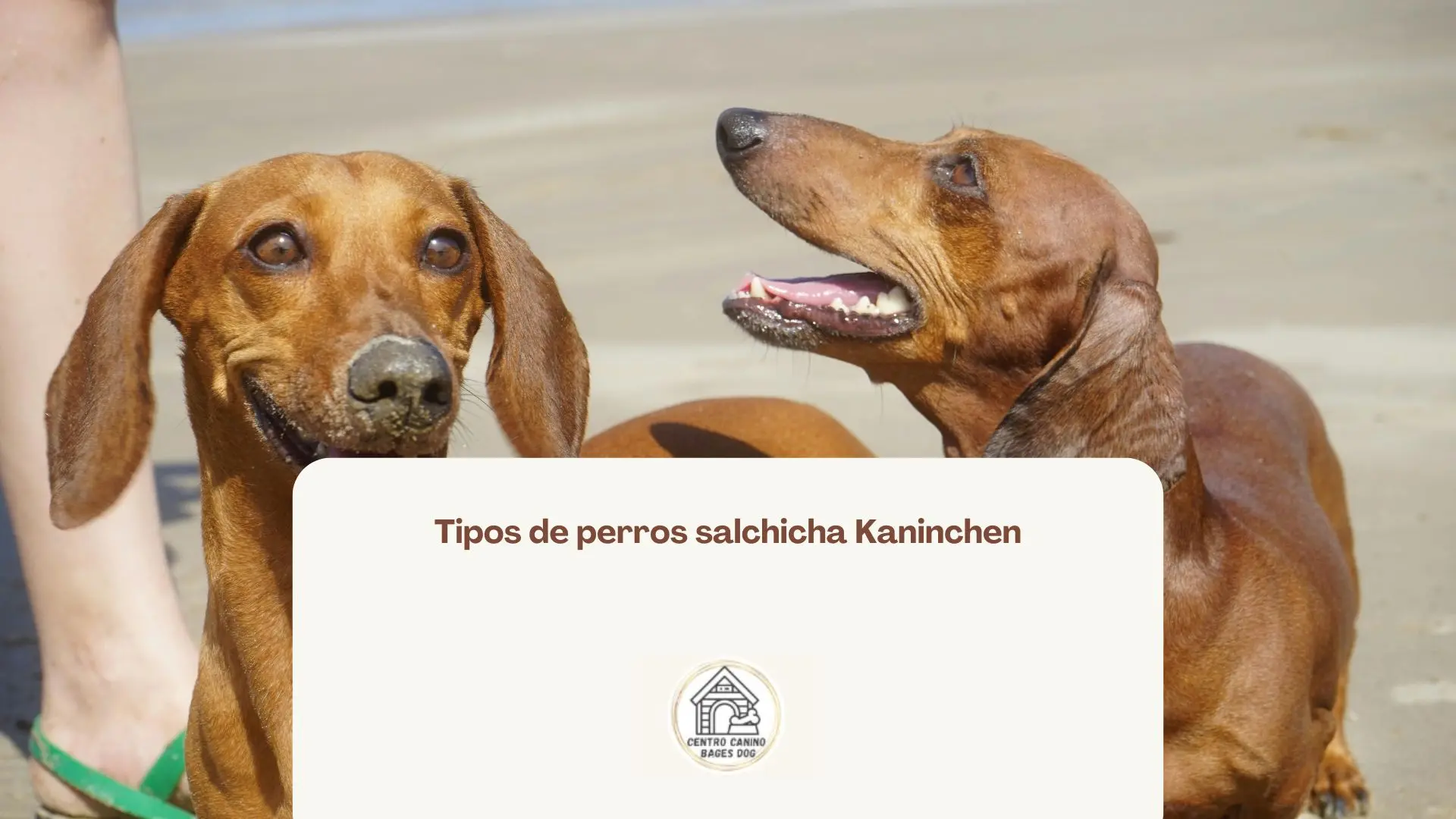 Imagen de perros salchicha usada para blog de bages dog