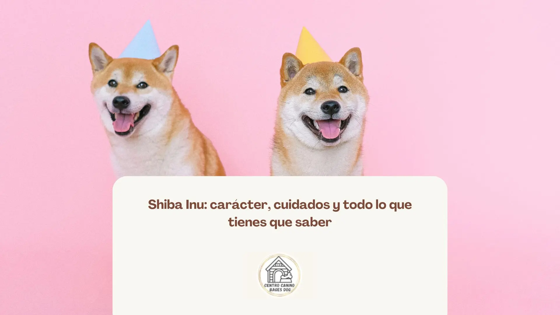 cachorros shiba inu con gorros de cumpleaños usados para blog de bages dog