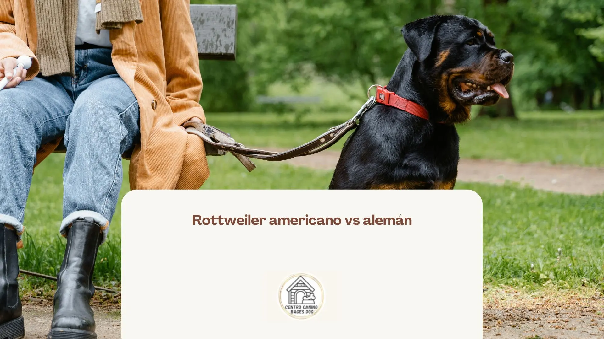 Imagen de perro rottweiler en parque usada para blog de bages dog rottweiler