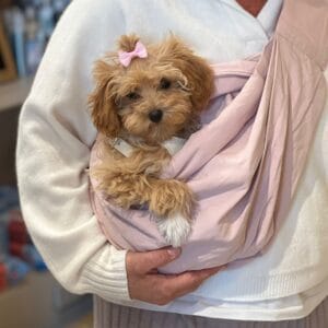 cachorro maltipoo color marrón con manta rosada: clientes satisfechos bages dog