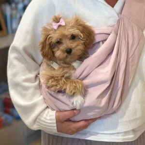 cachorro maltipoo color marrón con manta rosada: clientes satisfechos bages dog