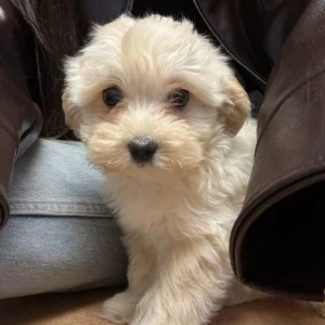 Maltipoo cachorro en piernas de su dueño: clientes satisfechos bages dog