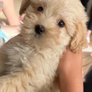 Maltipoo cachorro: clientes satisfechos bages dog