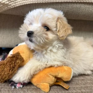 cachorro maltipoo con peluche: clientes satisfechos bages dog