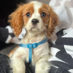 Cachorro cavalier con collar azul Clientes satisfechos Bages dog