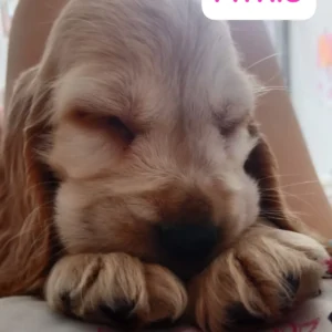 cachorro cocker durmiendo: clientes satisfechos Bages dog