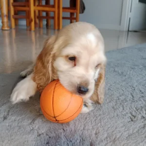 Cocker ingles color crema jugando con balon: clientes satisfechos Bages dog