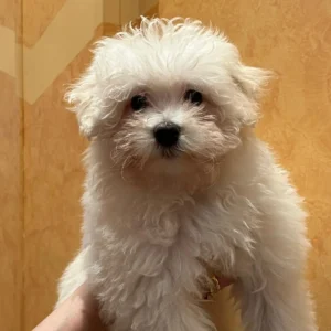 cachorro maltipoo blanco: clientes satisfechos bages dog