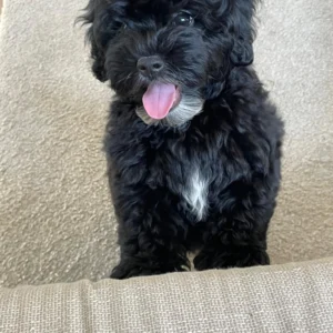 Cachorro maltipoo con pelo rizado: Clientes satisfechos Bages Dog