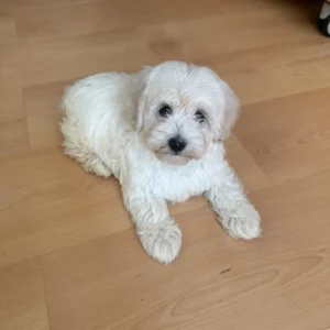 cachorro maltipoo blanco acostado en suelo de madera:clientes satisfechos bages dog