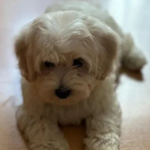 Imagen de cachorro matipoo acostado usada para página de clientes satisfechos Bages Dog