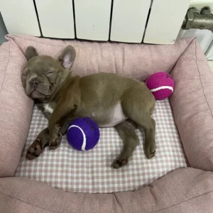 Bull Dog frances durmiendo con pelotas de colores: Clientes satisfechos bages dog