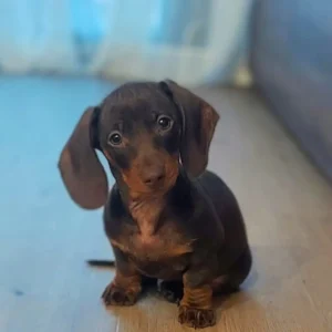 cachorro teckel mirando de frente: clientes satisfechos bages dog