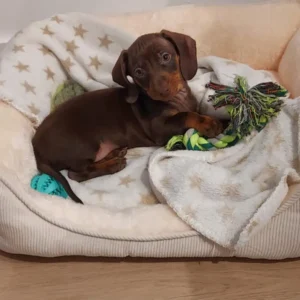 cachorro teckel con juguete verde: clientes satisfechos Bages dog