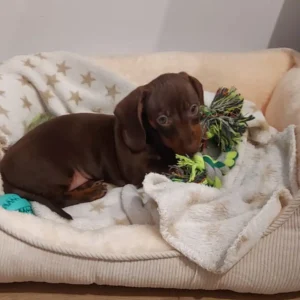 Imagen de teckel color chocolate: Clientes satisfechos Bages Dog