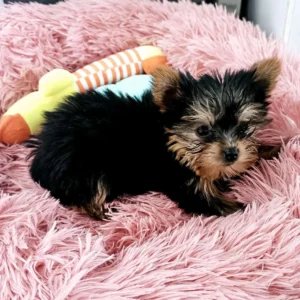 Cachorro Yorky Toy en manta rosa: clientes satisfechos bages dog