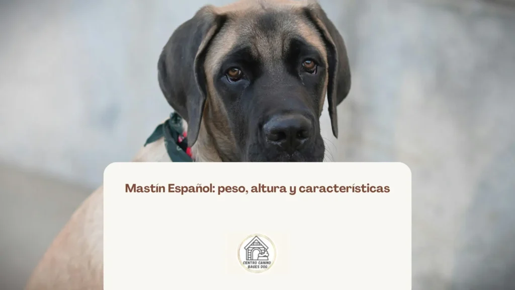Mastín español marrón oscuro usada para blog de peso altura y características