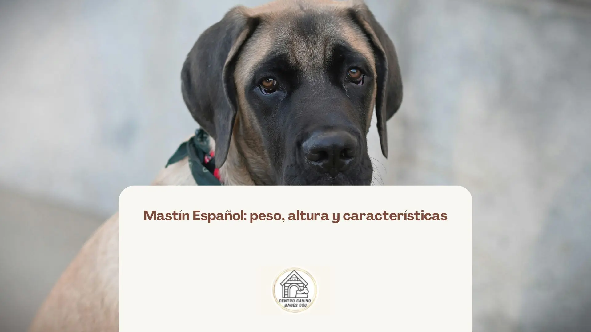 Mastín español marrón oscuro usada para blog de peso altura y características