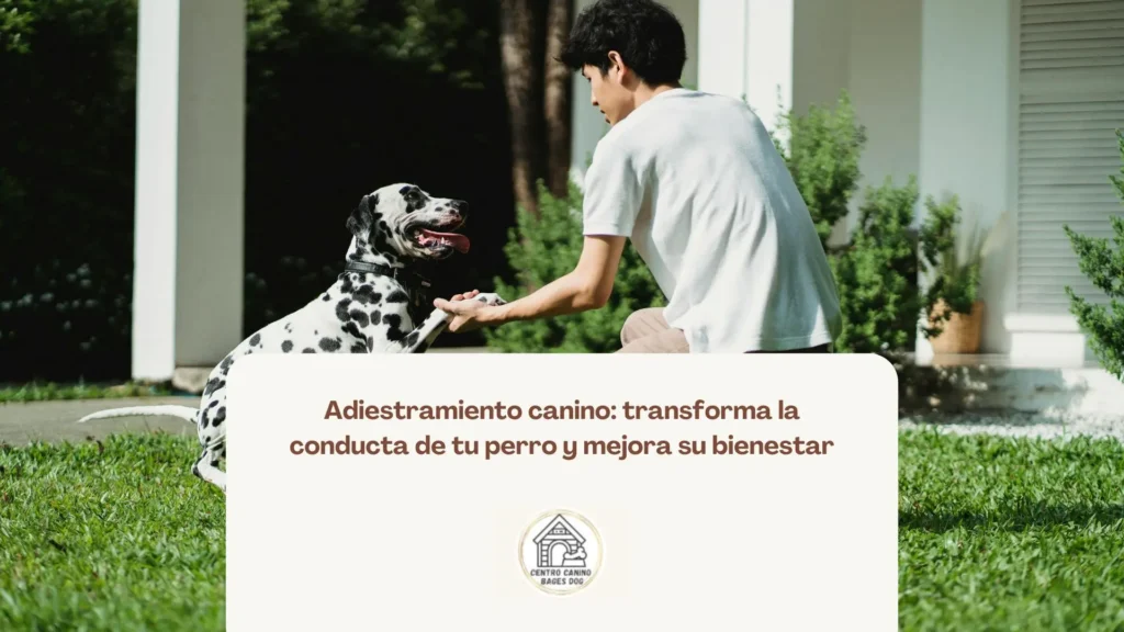 Una imagen de un joven con camiseta blanca entrena a un perro dálmata que está sentado dándole la pata, en el jardín de una casa con césped y plantas, utilizada como fondo para un blog de Bages Dog