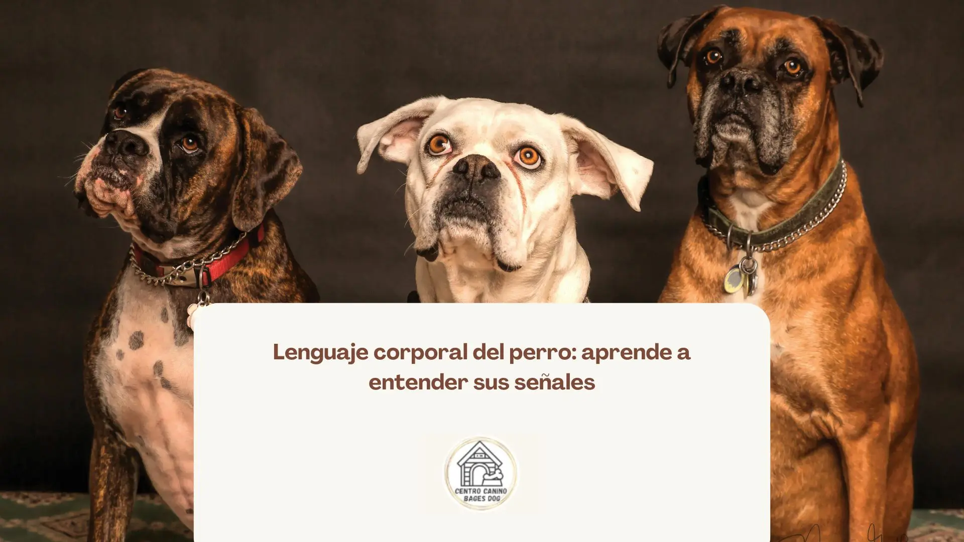 Imagen de tres perros tipo bóxer sentados, mirando al frente. Tienen distinto lenguaje corporal y distintas coloraciones en su pelaje, utilizada como fondo e un blog de Bages Dog