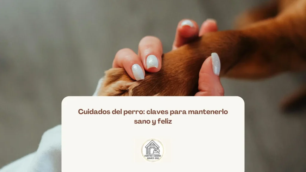 Imagen de una mano humana sujetando con cariño una pata de perro. La escena transmite cercanía y cuidado, utilizada como fondo de un blog de Bages Dog