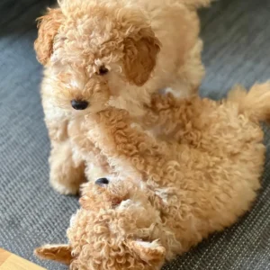 Imagen de caniche toy pareja de cachorros usada para página de clientes satisfechos Bages Dog