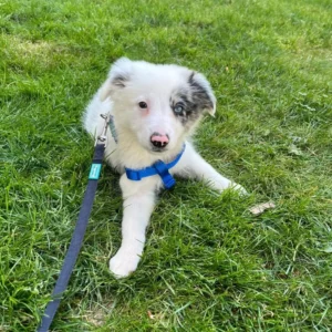 Imagen de doby un perro acostado en la grama verde Boder collie merle usada para clientes satisfechos Bages Dog
