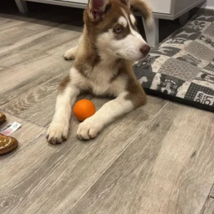 Imagen de husky coin pelota naranja usada para página de clientes satisfechos bages dog