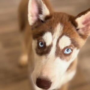 Imagen de husky tomada de arriba usada para página de clientes satisfechos de bages dog