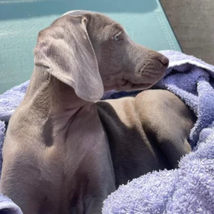 Imagen de cachorro acostado en manta púrpura después de ser adoptado usado para página de clientes satisfechos bages dog