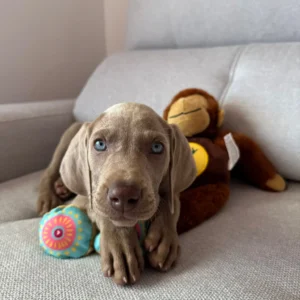 Imagen de cachorro acostado en sofá gris usada para página de clientes satisfechos