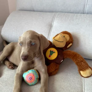 cachorro braco de weimar acostado en sofá con ojos azules usada para página de clientes satisfechos
