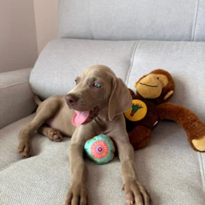 Imagen de cachorro braco de weimar bostezando usada para página de clientes satisfechos bages dog