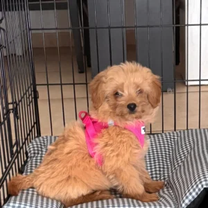 Imagen de maltipoo sentado en su cama nueva con un arnés rosa después de ser adoptado: clientes satisfechos bages dog
