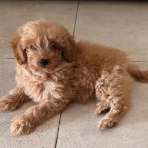 Imagen de maltipoo tumbado en el suelo después de ser adoptado: clientes satisfechos bages dog