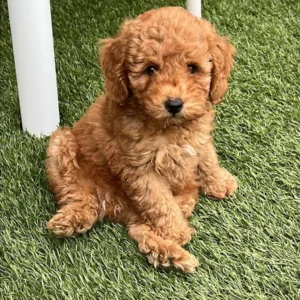 Imagen de caniche toy sentado en el césped después de ser adoptado: clientes satisfechos bages dog