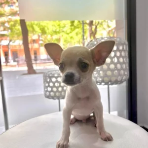 Imagen de chihuahua blanco sentado después de haber sido adoptado por una familia: clientes satisfechos bages dog