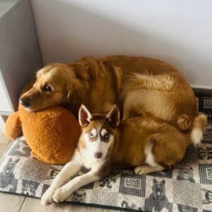 Imagen de husky acostado con golden usada para página de clientes satisfechos bages dog