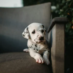Dálmata