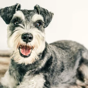 Schnauzer miniatura