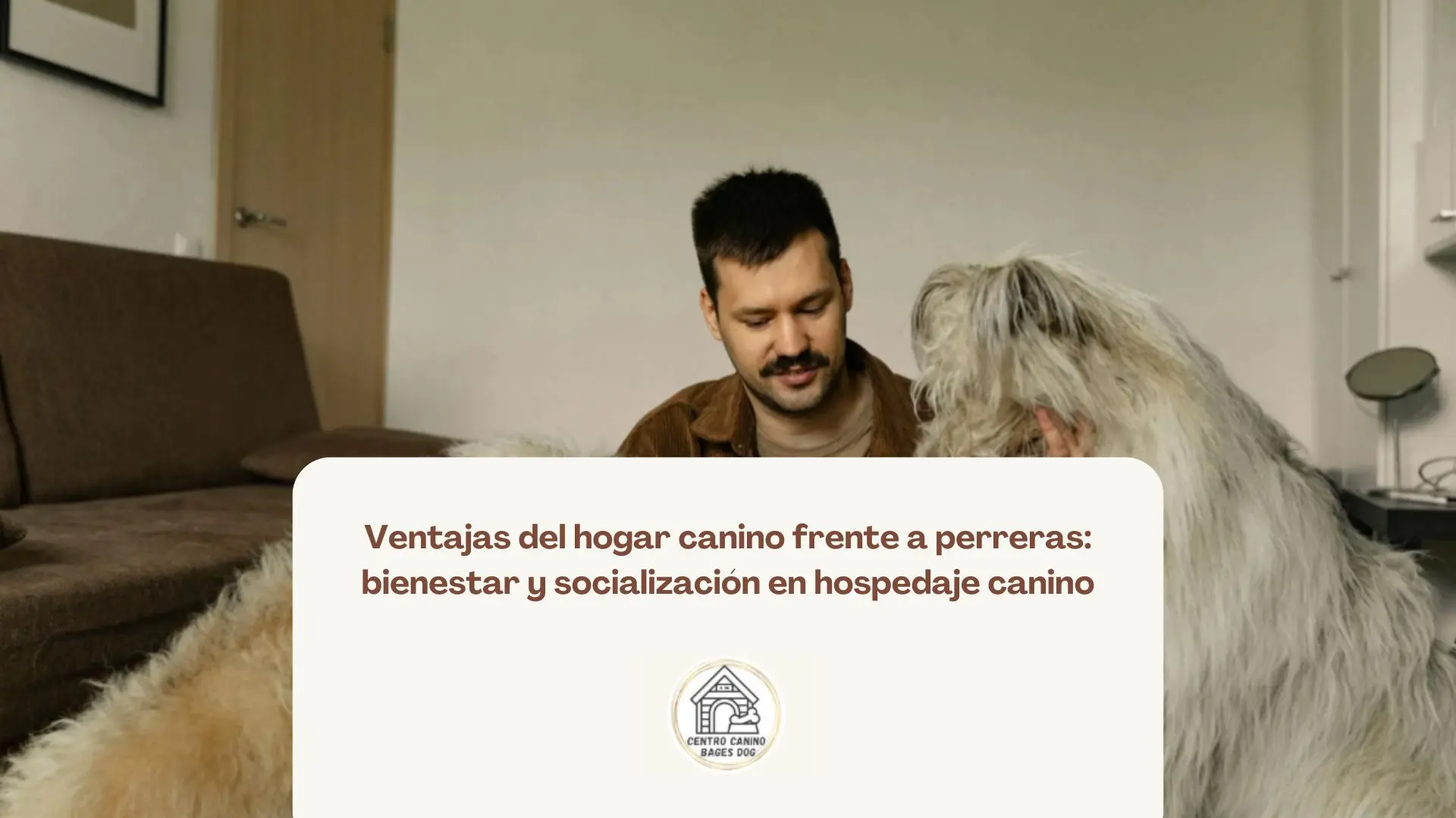 Perro hospedado en un hogar canino descansando en un ambiente tranquilo y sin jaulas