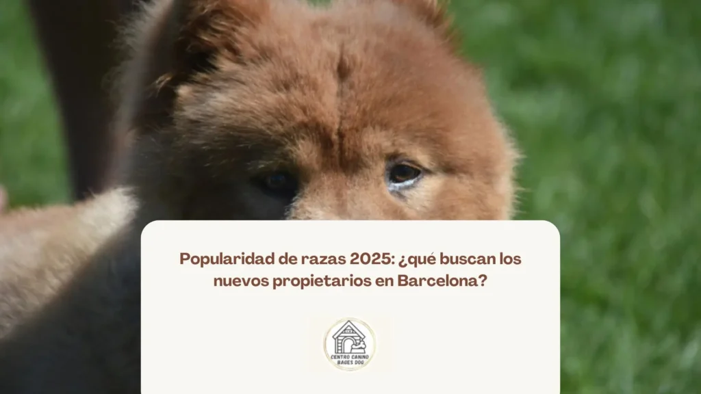 Perro de raza pequeña paseando con correa por una calle urbana, ideal para la vida en ciudad