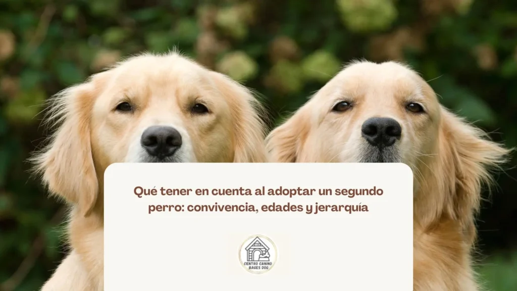 Perros de distintas edades descansando juntos, ejemplo de convivencia equilibrada