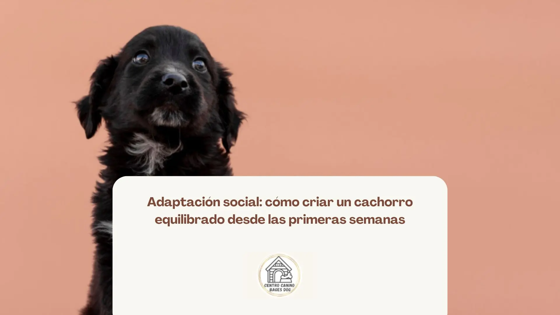 Socialización positiva entre cachorros durante sus primeras semanas