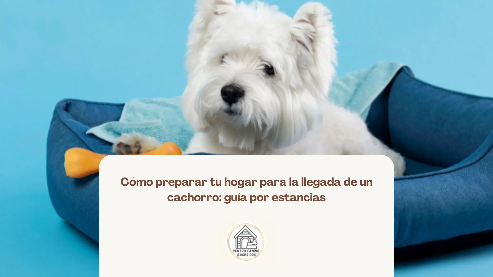 Primeros pasos de un cachorro dentro de su nuevo hogar adaptado