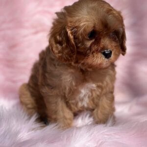 Cavapoo