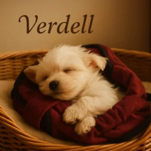 Bichón Maltés - verdell (sk) (3)