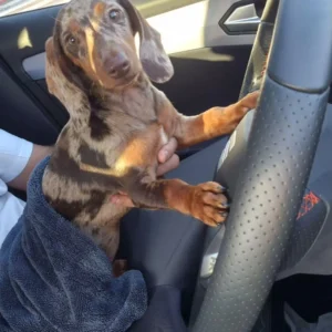 Bimba teckel Arlequin chocolate3