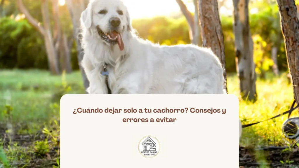 Cachorro durmiendo en su cama mientras está solo por primera vez