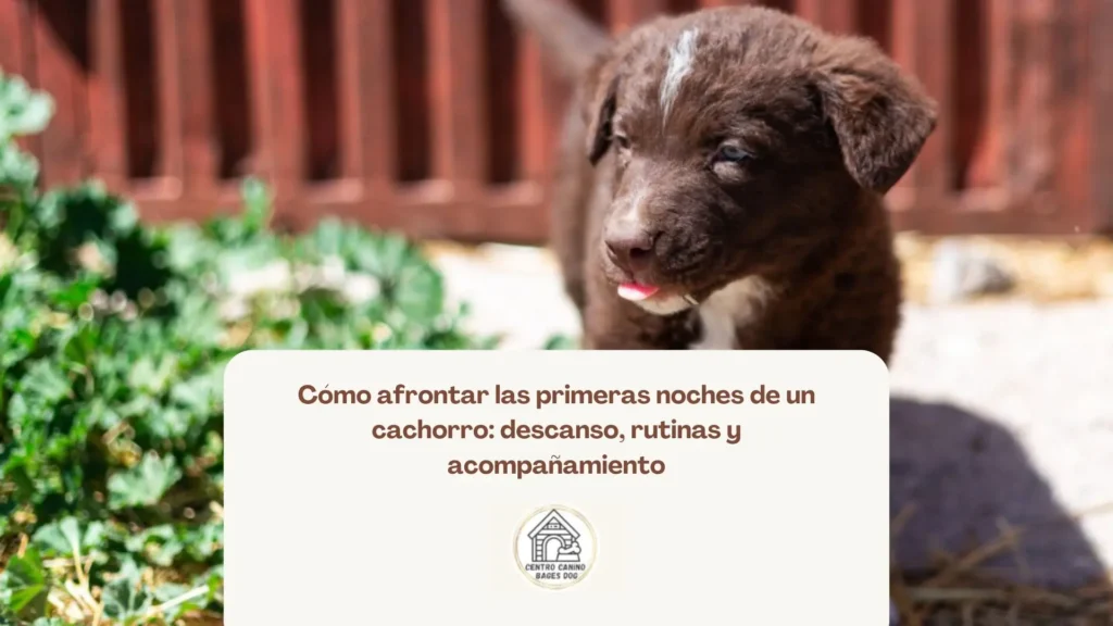 Cachorro durmiendo plácidamente en su primera noche en casa